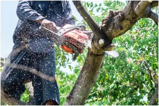 tree services Trezevant